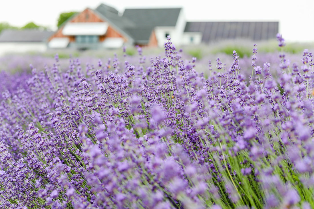 Culinary Lavender Explained: Taste, Differences & More