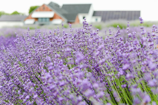 Culinary Lavender Explained: Taste, Differences & More