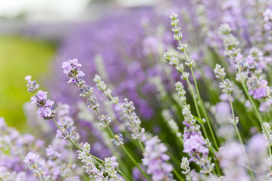 Everything You Need to Know About Lavender Hydrosol