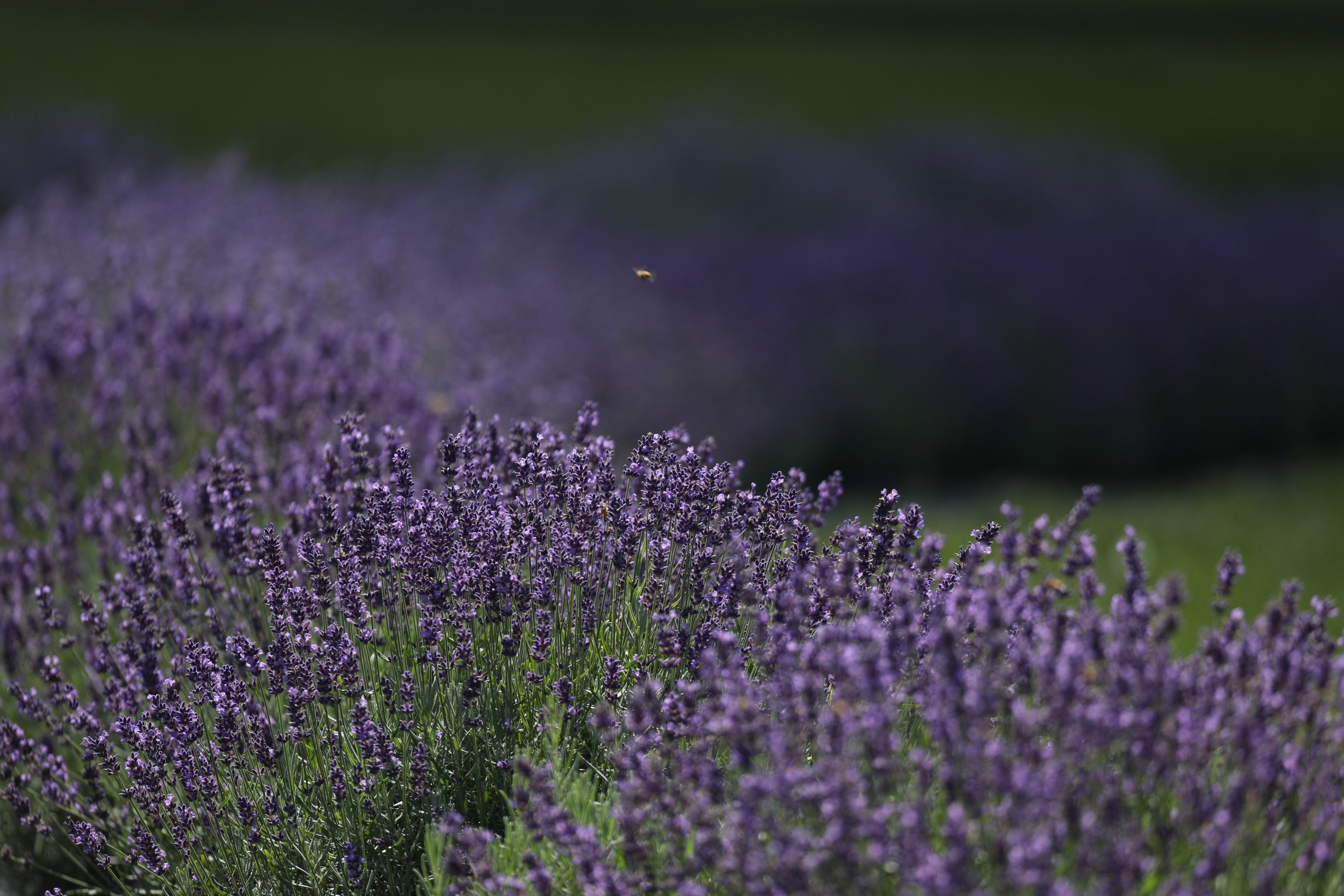 Lavender at Within You Farm