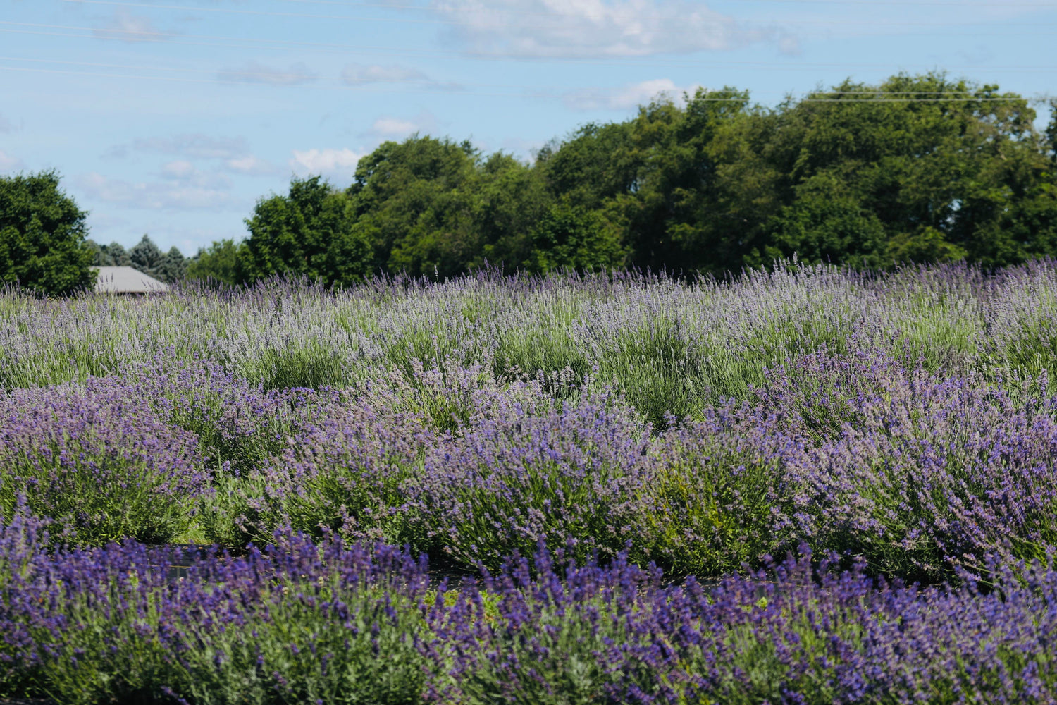 Within You Farm lavender field in Mechanicsburg PA